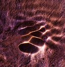 ----    LAVA     ----