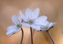 Weiße Leberblümchen