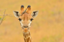 jedem seinen Vogel...