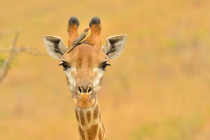 jedem seinen Vogel...