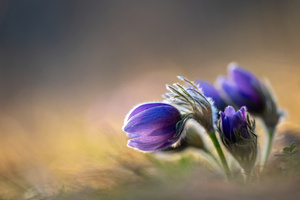 ... sanfter Frühlingsgruß