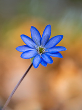 Ein Leberblümchen ...