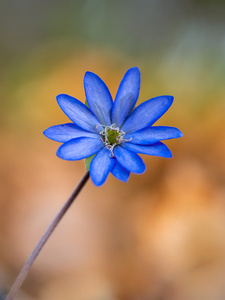 Ein Leberblümchen ...