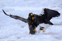 Vor den Kopf gestoßen