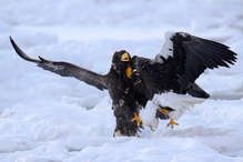 Vor den Kopf gestoßen