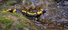 Doku: Salamander-Mama mit Baby!