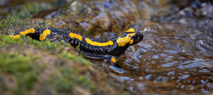 Doku: Salamander-Mama mit Baby!