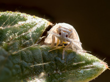 Ein gewöhnungsbedürftiges Äußeres, aber eine wissenschaftliche Sensation
