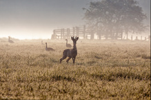Morgens.....ganz früh....