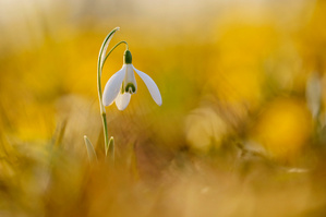 Ein Weißes im gelben Meer