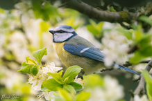 Blaumeise zur Pflaumenblüte