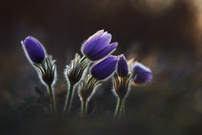 leuchtende Frühlingsboten