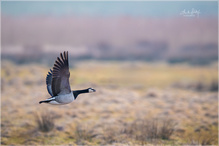 Weißwangengans (Branta leucopsis)