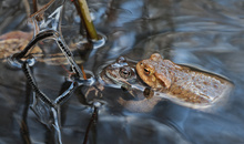 Hast Du die da hingehängt ??