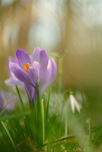 In einem Feld von Glöckchen
