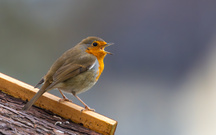 Das Rotkehlchen ruft