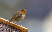 Das Rotkehlchen ruft