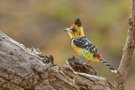 Crested Barbet