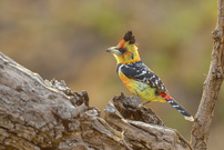 Crested Barbet