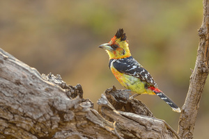 Crested Barbet