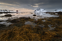 Zwischen Tang und Winterlicht