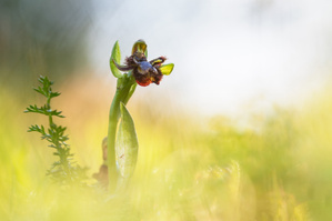 Spiegelragwurz im Morgenlicht