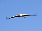 Der Storch