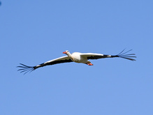 Der Storch