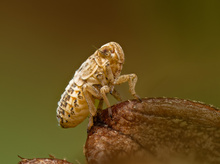 Bei Insekten gibt es auch ein funktionierendes mechanisches Getriebe!