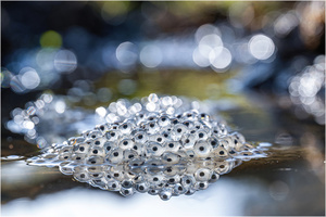 Wunderwelt Frühling