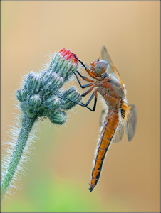 -Spitzenfleck - Weibchen-