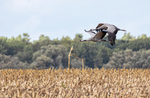 Kraniche über den Feldern