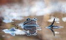 Im Reich der Grasfrösche...