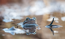 Im Reich der Grasfrösche...