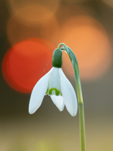 Schneeglöckchen ...