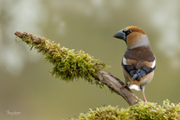 Einer unserer Schönsten