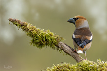 Einer unserer Schönsten