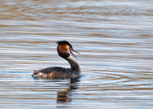 Haubentaucher in der Abendsonne