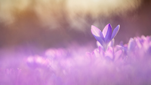 Krokusrausch