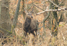 Ein Hirschlein steht im Walde .....
