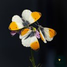 Die drei Männer von der (Sonnen-) Tankstelle