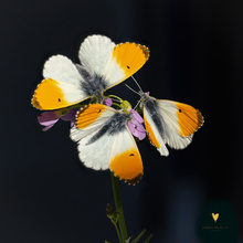 Die drei Männer von der (Sonnen-) Tankstelle
