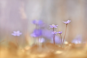 Es blaut im Buchenwald