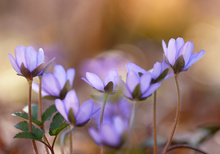 Tanz der Leberblümchen