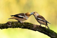 Zärtlichkeitsfüttern bei den Kernbeißern