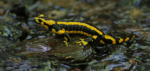 Bei den Feuersalamandern....