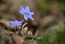 Altes Laub - neue Blüten