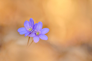 Nun sind die Leberblümchen ....