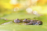 Gelbbauchunke auf Seerosenblatt