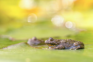 Gelbbauchunke auf Seerosenblatt